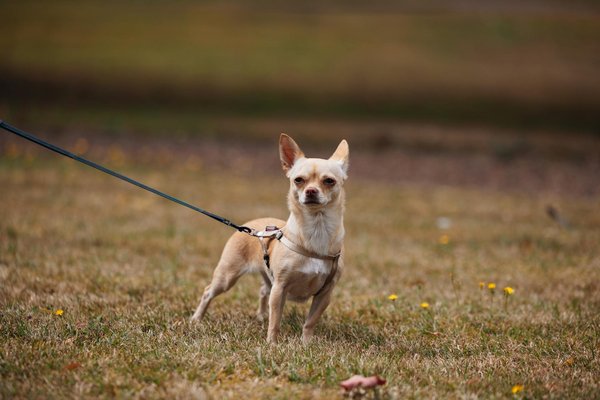 Wie können erneuerbare Energien durch Technologie gefördert werden?